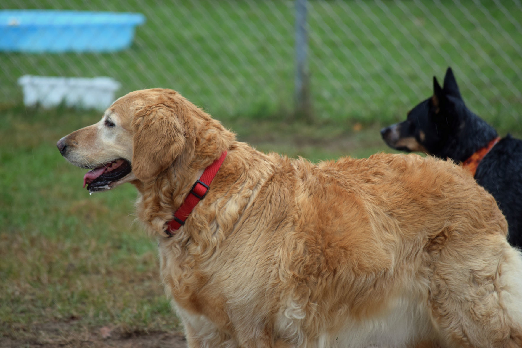 Dogs 5